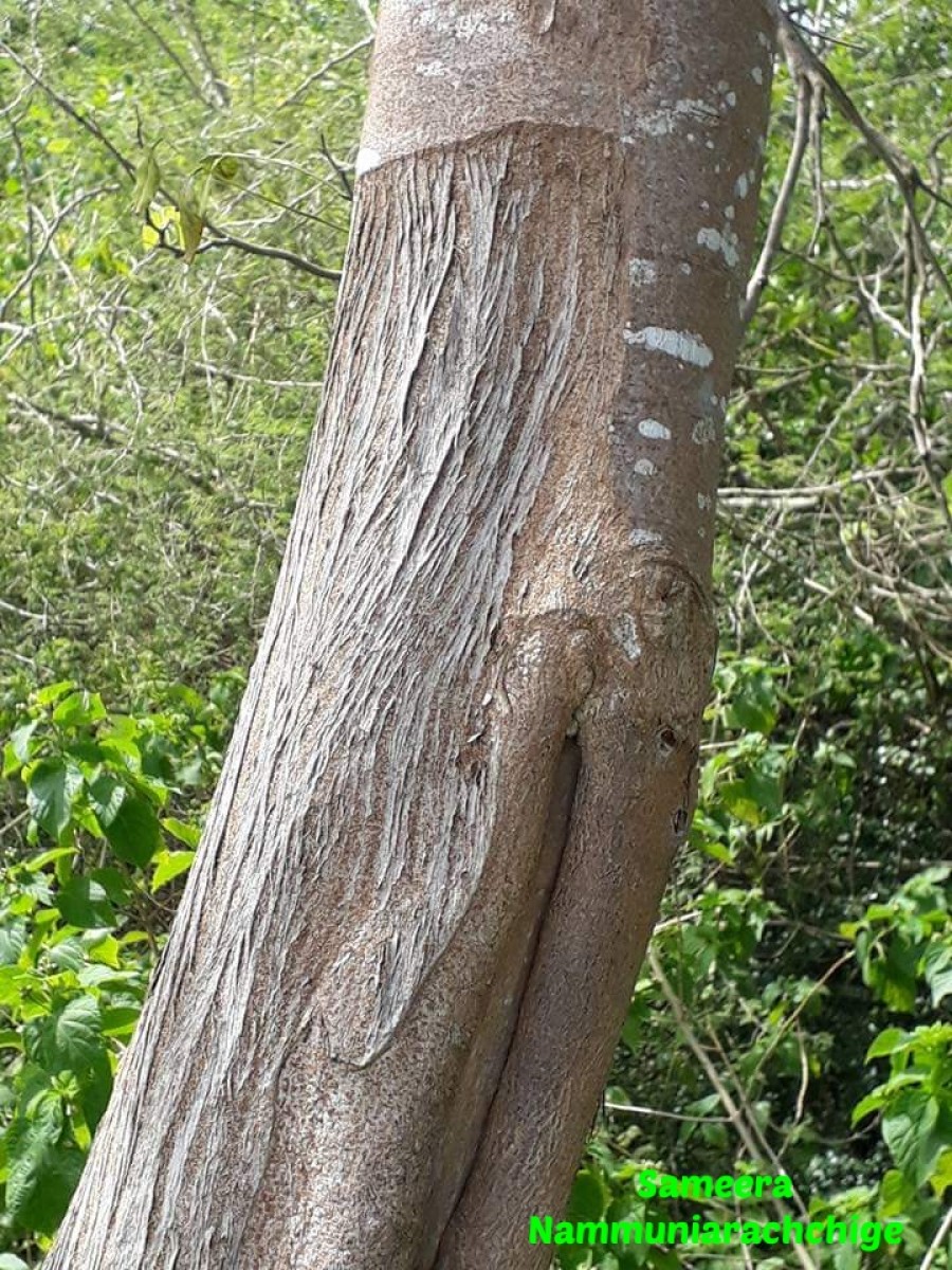 Holoptelea integrifolia (Roxb.) Planch.